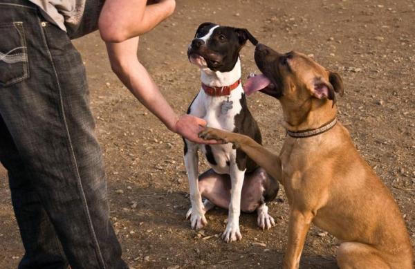 ¿Por qué mi pitbull se vuelve agresivo? - ¿Qué hacer si mi perro pitbull es muy agresivo?