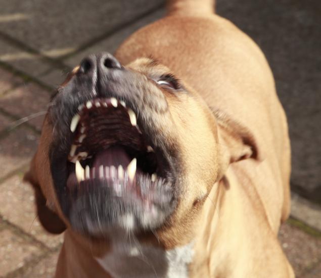 ¿Por Qué Mi Pitbull Se Vuelve Agresivo? ¿por Qué Mi Pitbull Se Vuelve Agresivo?