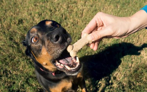 ¿Por qué mi perro orina cuando intento acariciarlo? - Cómo evitar que tu perro orine cuando lo acaricias