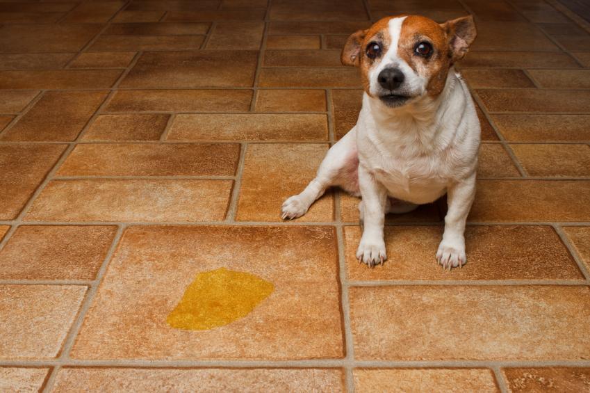 ¿Por Qué Mi Perro Orina Cuando Intento Acariciarlo? ¿por Qué Mi Perro Orina Cuando Intento Acariciarlo?