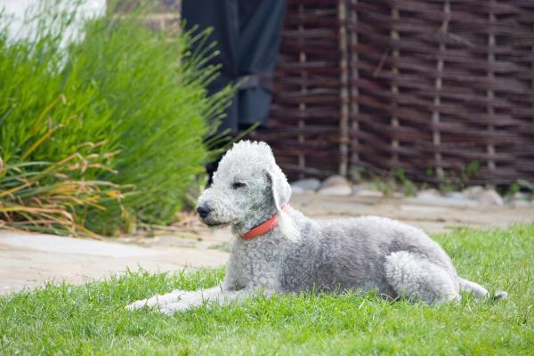 Razas de perros de pelo rizado - Lista y descripción - 6. Bedlington Terrier