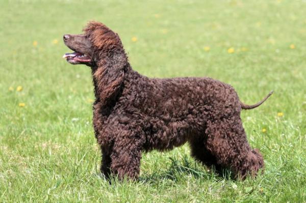 Razas de perros de pelo rizado - Lista y descripción - 4. Spaniel de agua irlandés