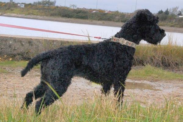 Razas de perros de pelo rizado - Lista y descripción - 10. Kerry Blue Terrier