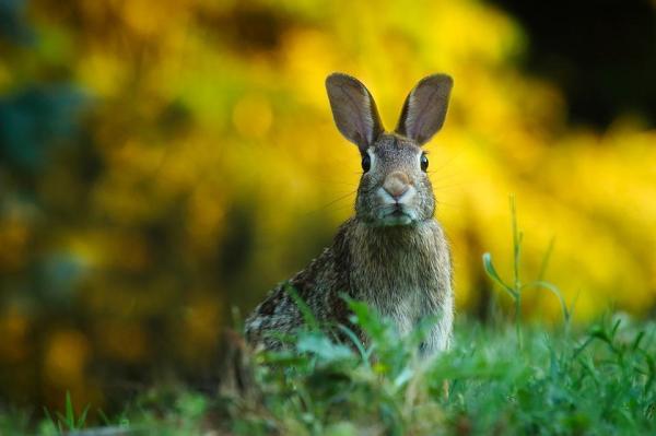 Ventajas y Desventajas de Tener un Conejo - Ventaja: obediencia y limpieza