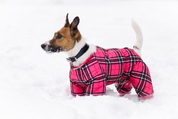 Cómo hidratar la piel de mi perro - Protección contra el frío