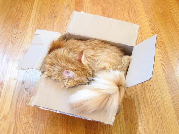 Gato durmiendo en la caja de arena - Causas y soluciones - Gato durmiendo en la caja de arena: seguridad