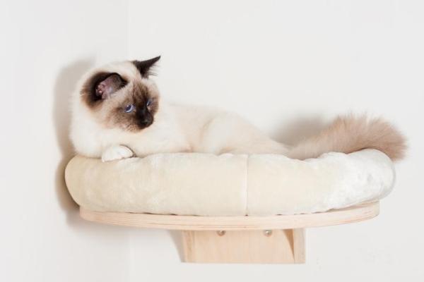 Gato durmiendo en la caja de arena - Causas y soluciones - ¿Qué hacer si tu gato duerme en la caja de arena?