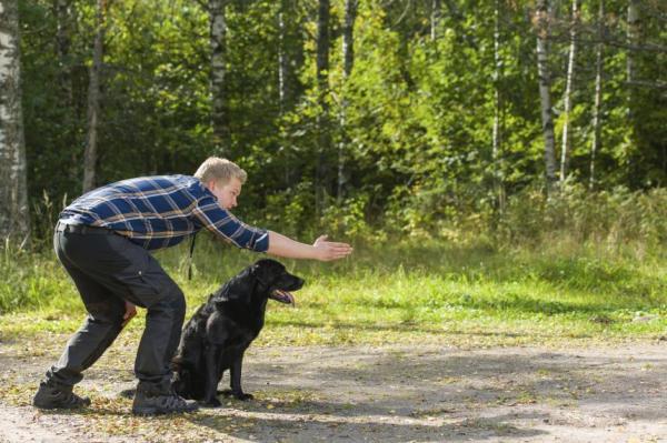 ¿Cuáles son las mejores golosinas para perros? - Golosinas para perros, ideales para entrenar perros.