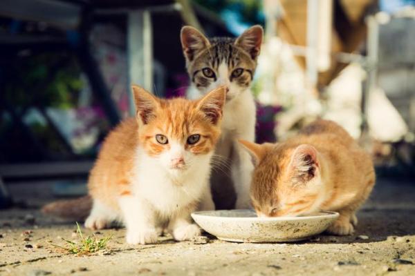 ¿Cuándo empiezan los gatitos a comer y beber agua por sí solos? - Cambios progresivos