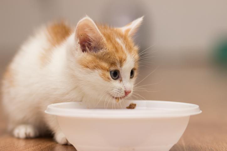¿cuándo Empiezan Los Gatitos a Comer Y Beber Agua Por