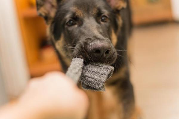 ¿Por qué mi perro me muerde cuando juego? - Protección de juguetes