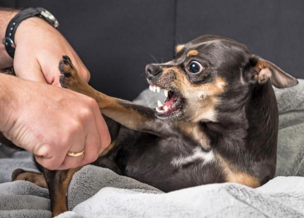 ¿Por qué mi perro me muerde cuando juego? - Un perro con dolor- causa frecuente de agresión