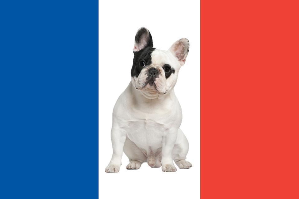 Razas De Perros Franceses