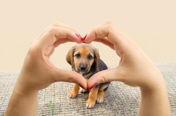 ¿Cuál es la edad adecuada para adoptar un cachorro?  - Educación y cuidado de cachorros.