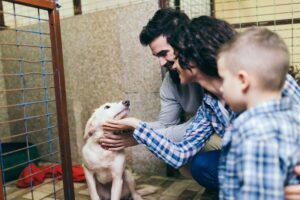 ¿cuál Es La Edad Adecuada Para Adoptar Un Cachorro?