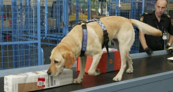 ¿Cómo entrenan a los perros detectores? - ¿Cómo se entrena a un perro para detectar drogas?