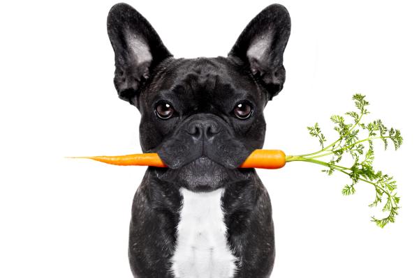 ¿Pueden los perros comer brócoli? - Verduras aptas para perros.