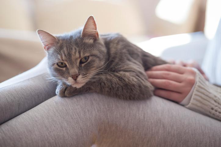 ¿Por Qué Mi Gato Es Tan Posesivo? ¿por Qué Mi Gato Es Tan Posesivo?