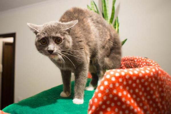 Cómo acercarse a un gato asustado - Consejos para atraer a un gato asustado o tímido