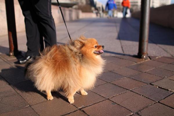 Cómo cuidar a un Pomerania - Cachorro y Adulto - Paseos, ejercicio y diversión