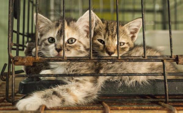 Cómo elegir la mascota adecuada para su familia - Cómo conseguir una mascota