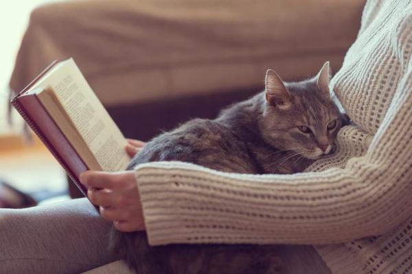 ¿Por qué los gatos se esconden en lugares oscuros? - ¿Qué puedo hacer para ayudar a mi gato?
