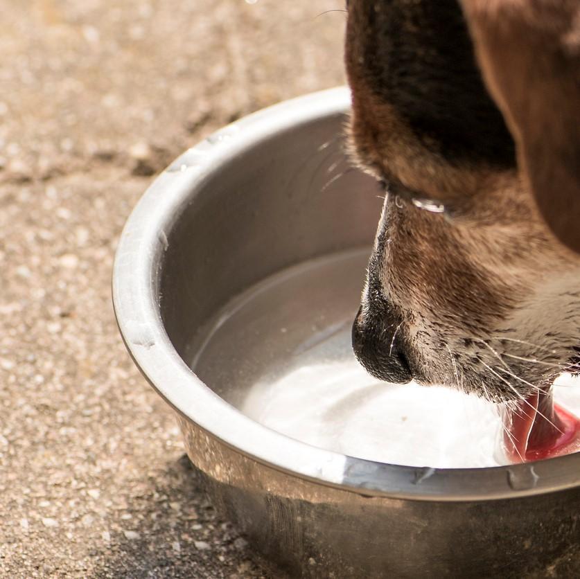 ¿por Qué Mi Perro Bebe Tanta Agua?