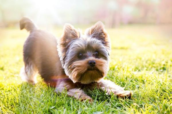 ¿A qué edad deja de crecer un Yorkshire Terrier?  - ¿El Yorkshire Terrier es una raza toy?