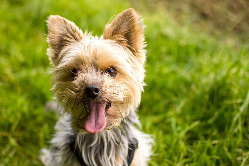 ¿A Qué Edad Deja De Crecer Un Yorkshire Terrier? ¿a Qué Edad Deja De Crecer Un Yorkshire Terrier?