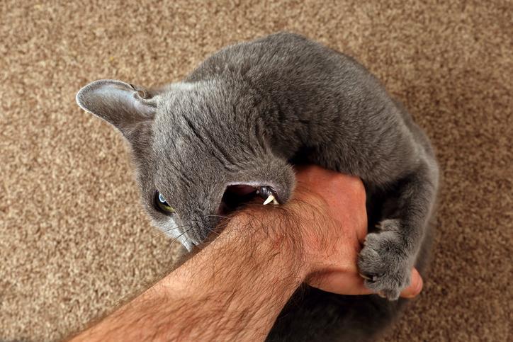 ¿Por Qué Mi Gato Me Lame Y Luego Me Muerde? La Respuesta ¿por Qué Mi Gato Me Lame Y Luego Me Muerde?