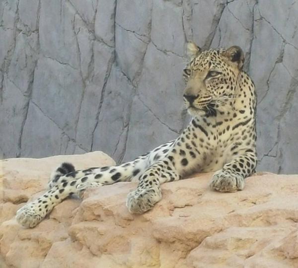 Diferentes tipos de leopardos: leopardo árabe (Panthera pardus nimr)