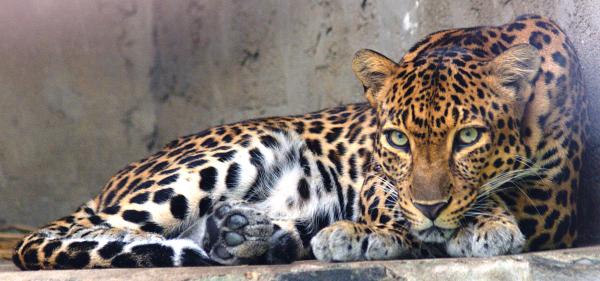 Diferentes tipos de leopardos - Leopardo de Indochina (Panthera pardus delacouri)