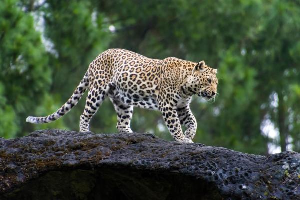 Diferentes tipos de leopardos: leopardo de Java (Panthera pardus melas)