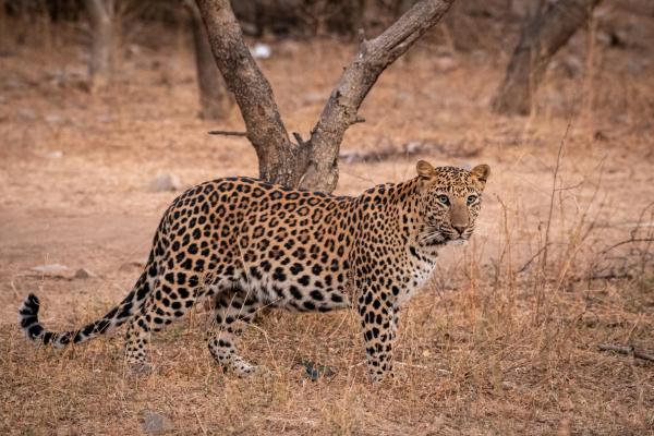 Diferentes tipos de leopardos - Leopardo indio (Panthera pardus fusca)