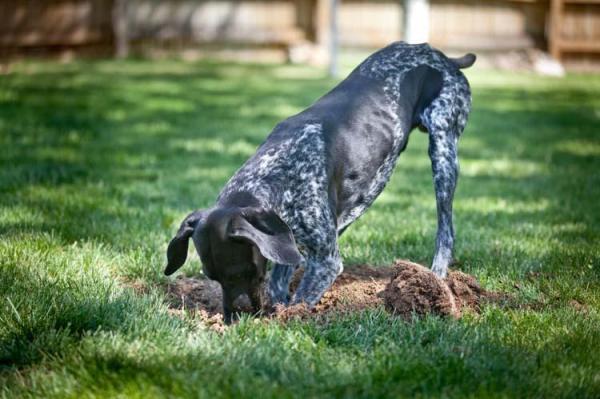 Cómo evitar que un perro cave en el jardín - Cavar agujeros en una zona localizada