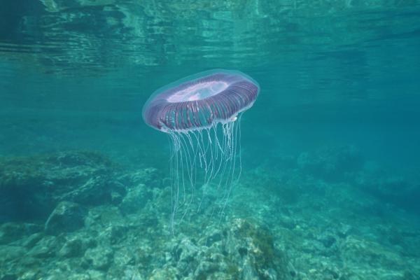 ¿Todas las medusas pican? - Especies menos peligrosas - Medusa de muchas costillas (Aequorea forskalea)