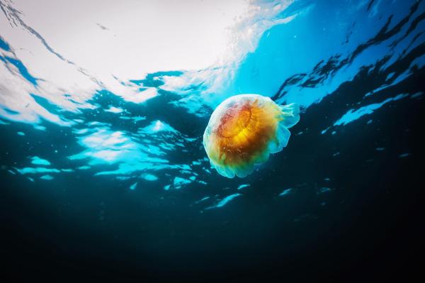 ¿Todas las medusas pican? - Especies menos peligrosas - Medusa melena de león (Cyanea capillata)