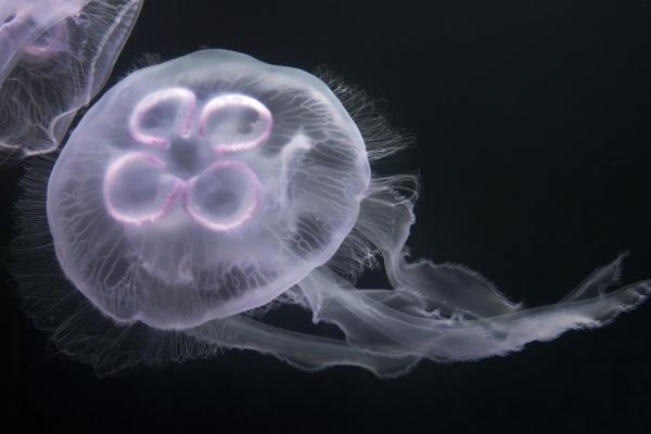 ¿Todas las medusas pican? - Especies menos peligrosas - Medusa luna (Aurelia aurita)