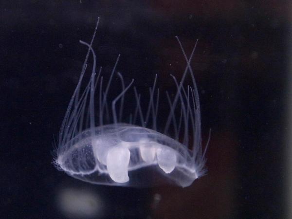 ¿Todas las medusas pican? - Especies menos peligrosas - Medusa de flor de durazno (Craspedacusta sowerbyi)