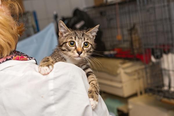 Qué hacer con una colonia de gatos salvajes: consejos para ayudar a las colonias de gatos salvajes 