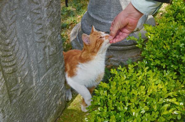 Qué hacer con una colonia de gatos salvajes - Qué hacer con los gatos salvajes: última palabra 