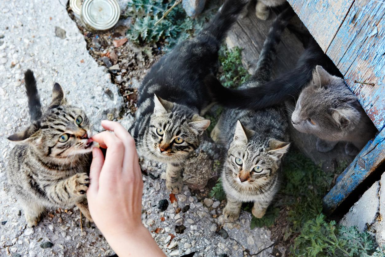 Qué Hacer Con Una Colonia De Gatos Salvajes