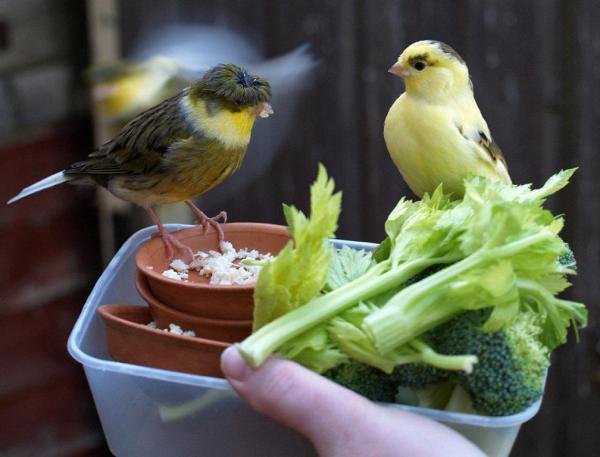 ¿Cuáles son las mejores aves para tener como mascotas? - 3. Canario doméstico