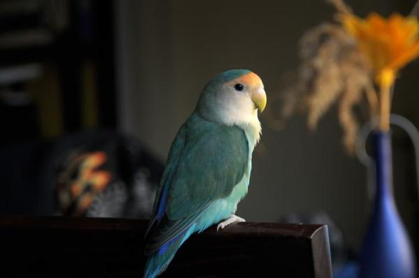¿Cuáles son las mejores aves para tener como mascotas? - 5. Agapornis