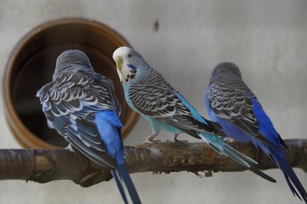 ¿Cuáles son las mejores aves para tener como mascotas? - 2. Periquito (periquito común)