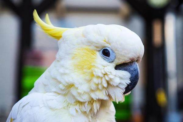 ¿Cuáles son las mejores aves para tener como mascotas? - 6. cacatúa