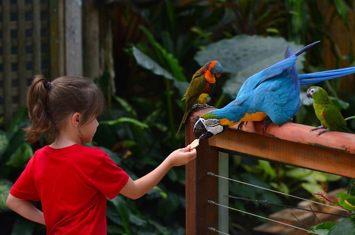 ¿Cuáles Son Las Mejores Aves Para Tener Como Mascotas? ¿cuáles Son Las Mejores Aves Para Tener Como Mascotas?