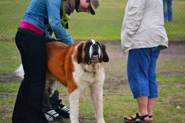 Dónde acariciar a un perro para relajarlo - Cómo acariciar a tu perro