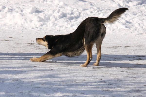 Dónde acariciar a un perro para relajarlo - Relajar las piernas