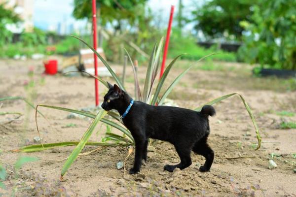 ¿Cuáles son las razas de gatos más antiguas del mundo? - 2. Bobtail japonés